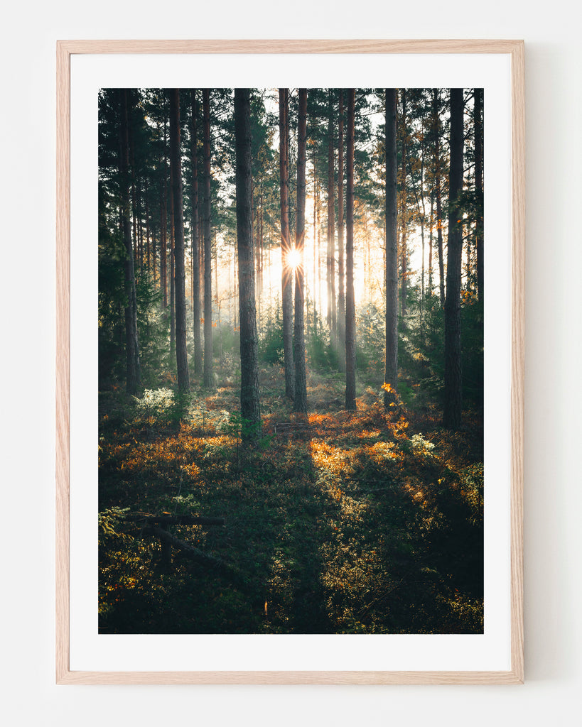 Forest tale